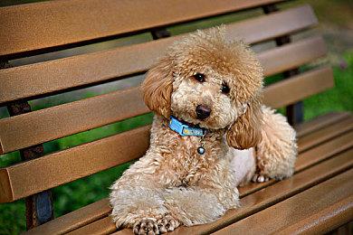 辱骂玩家和游戏角色 《光与夜之恋》宣布停止与沪上阿姨联动